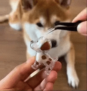 Porte clés en poils d'animaux transparents